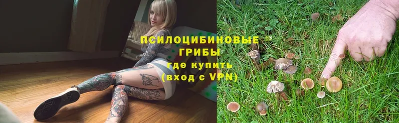 купить закладку  Кирс  Псилоцибиновые грибы Psilocybe 